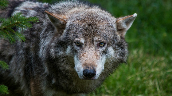 オオカミが絶滅寸前から復活したヨーロッパで家畜や人間の襲撃事件が増加、果たして共生は可能なのか？