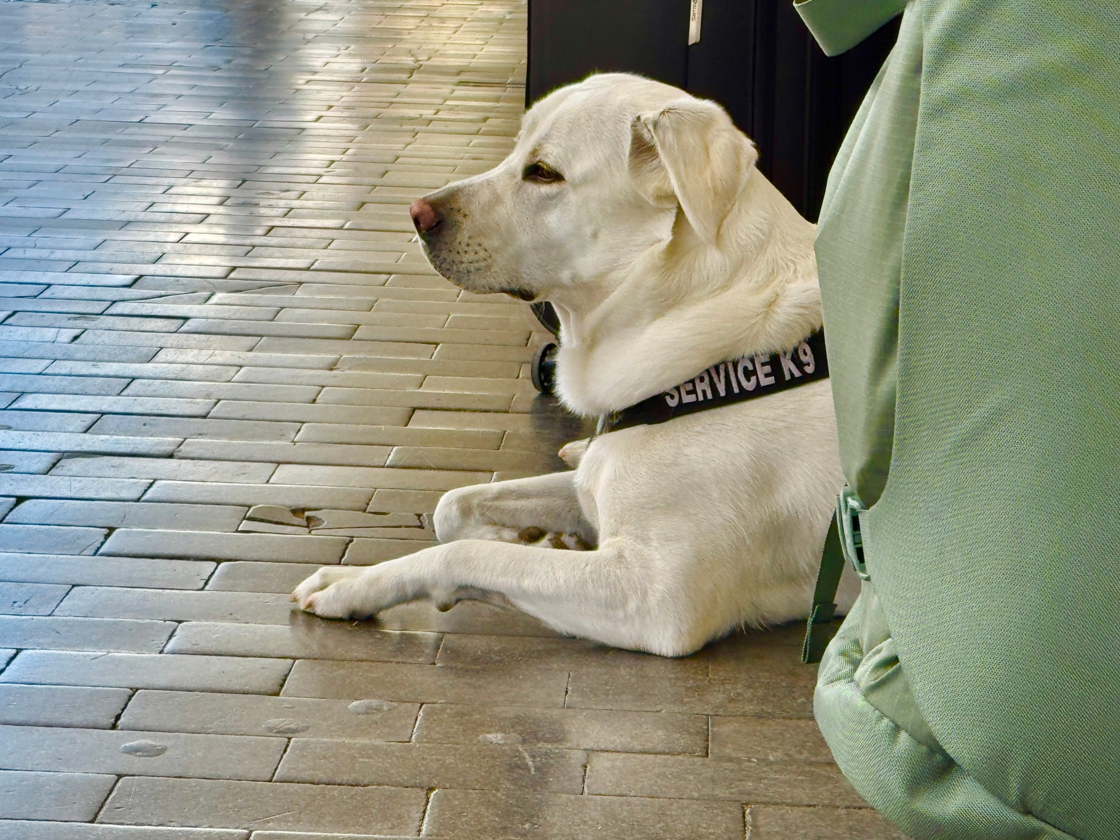 補助犬を理由にレストランの利用を拒否。トイレに行こうとすると道をふさぎ…→店側に罰金命令（米ケンタッキー州）（BuzzFeed Japan）