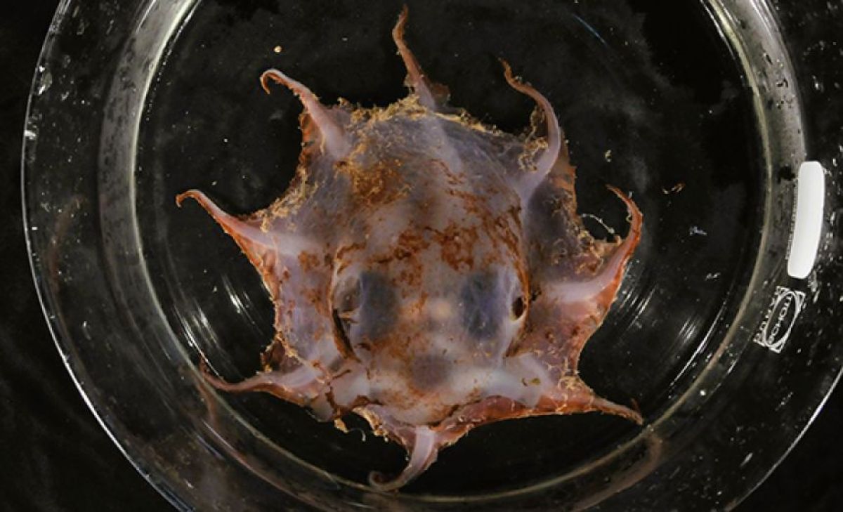 変幻自在の体を持つ新種のタコがオーストラリアの深海で発見される