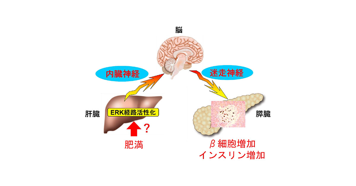 共同発表：大腸炎症がインスリン産生を促す仕組みを解明～糖尿病の新たな予防法・治療法の開発に期待～