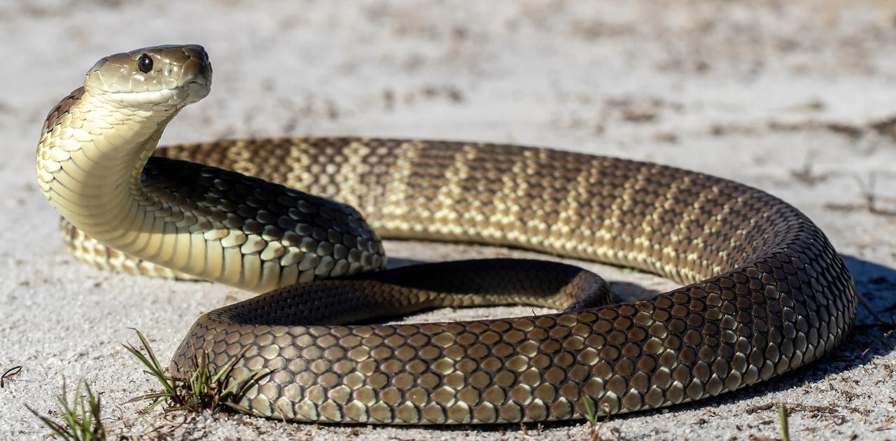 爬虫類のおしっこは｢石｣。そのメカニズムが痛風治療のヒントになるか？