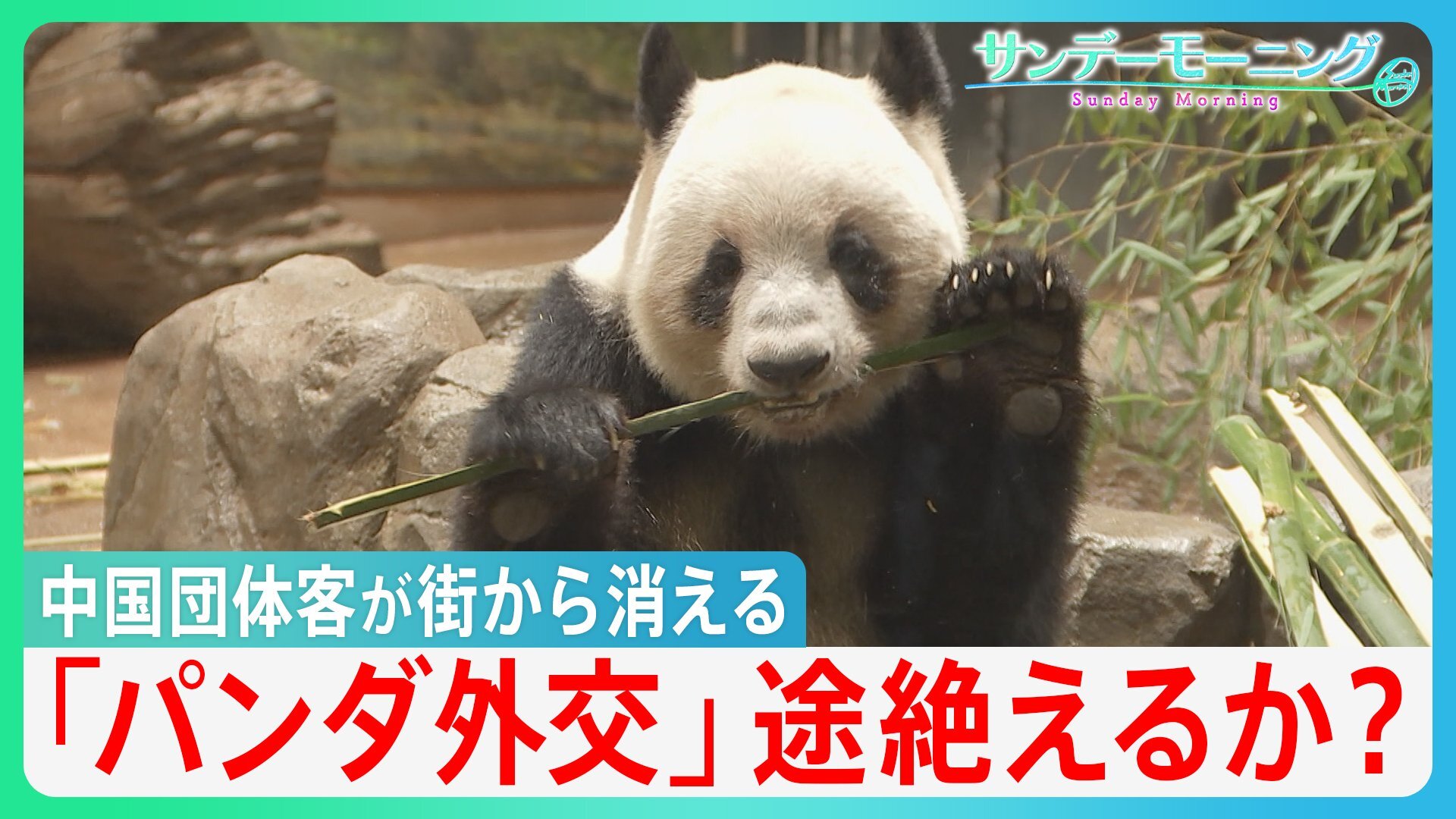 宿泊費2万円から半額以下に…中国人団体客が消えた鎌倉・京都の今 上野のパンダも中国へ「パンダ外交」は途絶えるか?【サンデーモーニング】