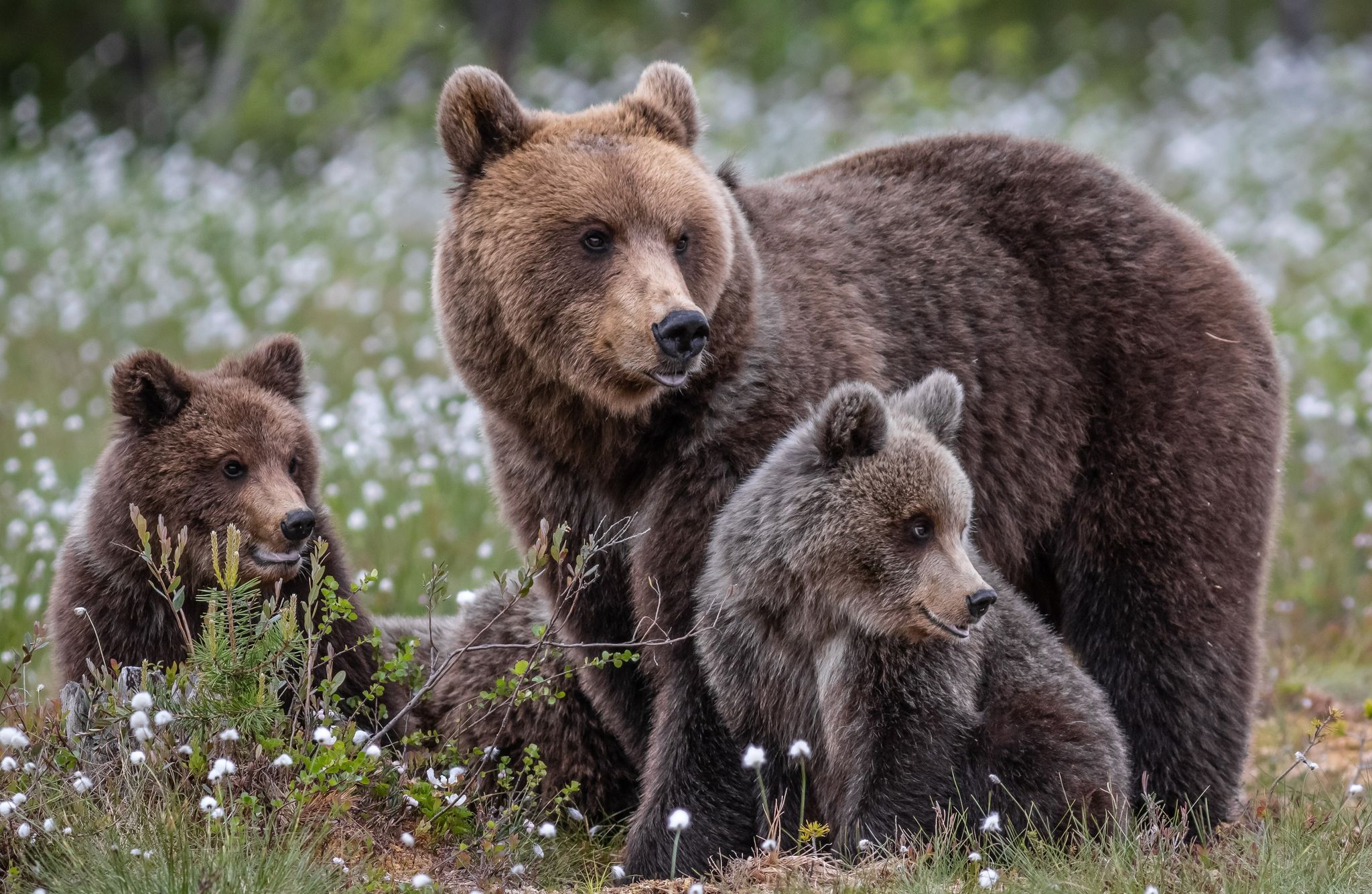 【異常事態】秋田県知事がクマ被害に警鐘「クマと会ったら」「攻撃受けそうになったら」イラストで対策示す｜まいどなニュース