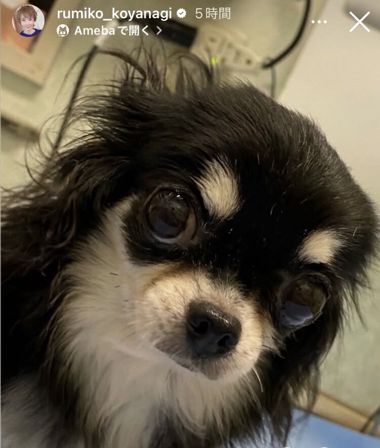 「帰宅したら息がありませんでした」小柳ルミ子、愛犬との突然の別れにぼうぜん自失「私のせいです」