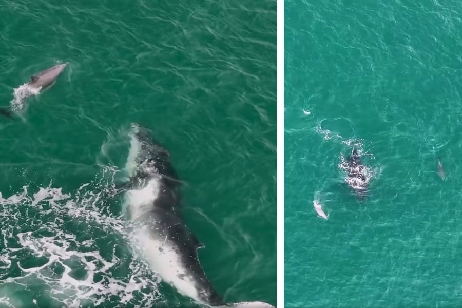 迷子クジラをイルカたちが沖へ誘導していた！異種間の助け合いか!? (2/2)