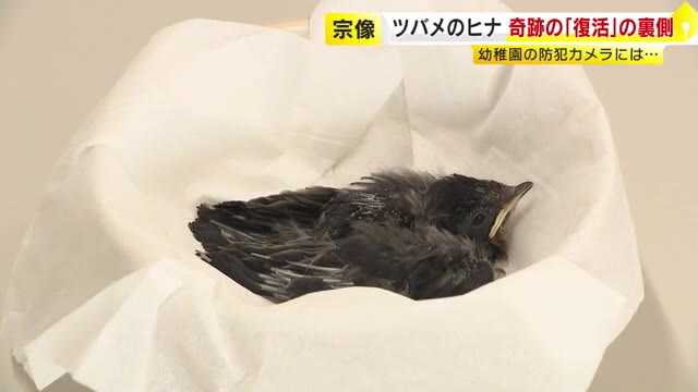 幼稚園でツバメのヒナ6羽誕生も…防犯カメラに映る“目が光る鳥” 生き残った1羽に「ちょっとさみしい。でも来年帰って来てくれるなら」 福岡