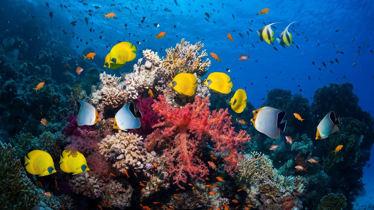 このまま地球の気温が上昇すれば、サンゴ礁が消失する未来がやってくる