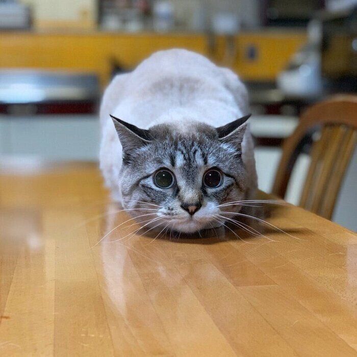 「もしかして、狙われてる？」丸い目で飼い主を見つめる愛猫の心理とは（ねこのきもち WEB MAGAZINE）