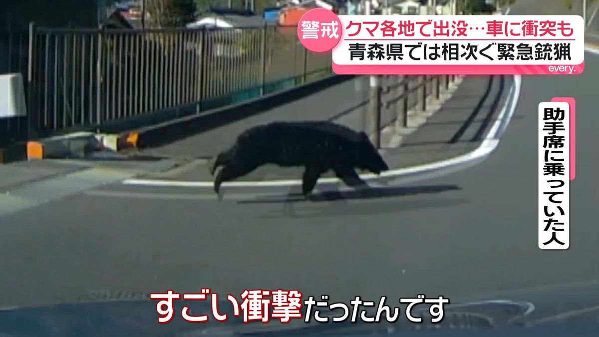 「すごい衝撃だった」長野で走行中の車にクマ衝突 青森で緊急銃猟も 連日各地で出没