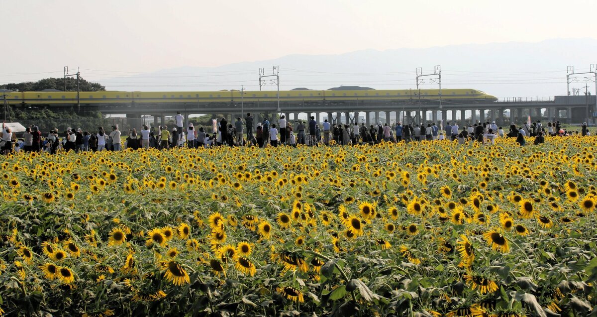 迷惑「撮り鉄」がひまわり畑に三脚、民家の敷地に無断侵入して庭木を切断 最悪マナーに各地で悲鳴