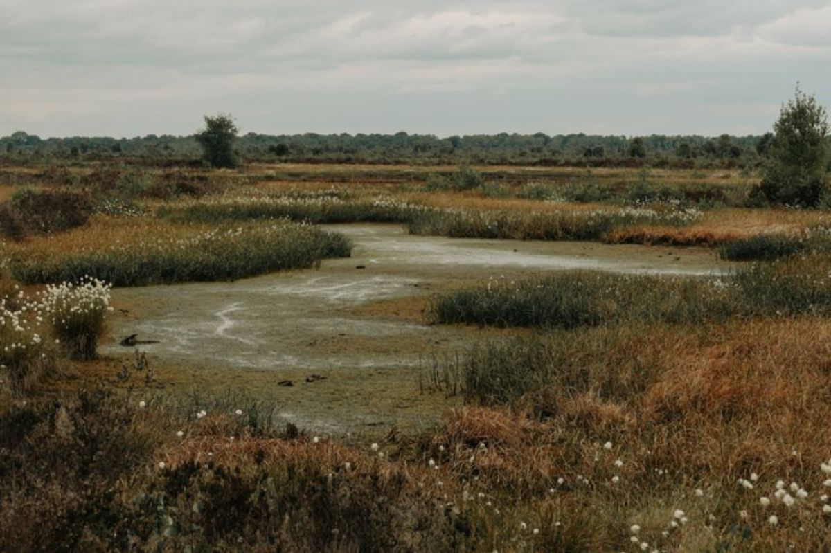 ハチに似た蛾の発見で、英国初となる1万種の生物種を記録した自然保護区