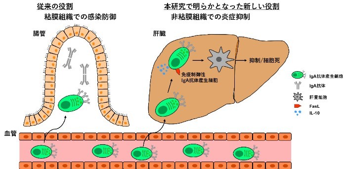 世界初、ケモカインCCL28による肝臓保護機構を解明 特殊IgA細胞の動員で慢性肝炎の抑制、新規治療法開発に期待