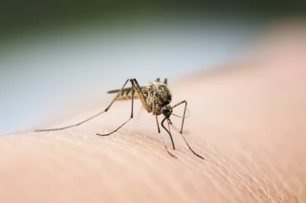 ロサンゼルス郡で今年初の西ナイルウイルス感染例 防虫剤使い、溜まった水は除去して！（9/18）
