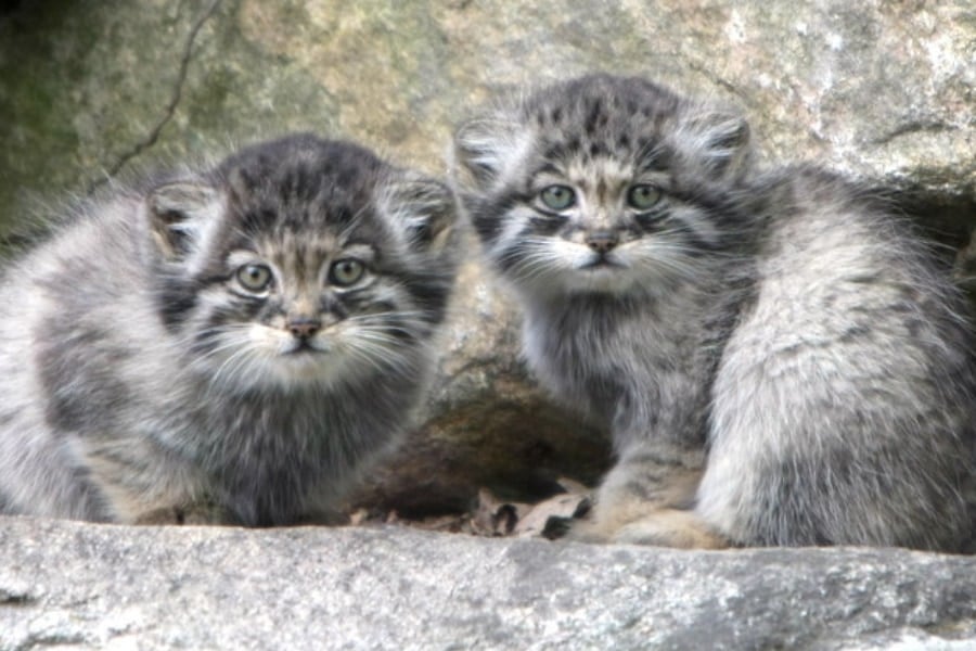 野生「マヌルネコ」が標高5000m近くのヒマラヤで発見される