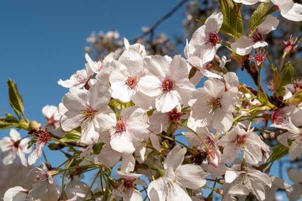イギリス国内で桜1万本の植樹達成へ 2024年には天皇皇后両陛下が記念植樹 日英を結ぶ「桜の架け橋」