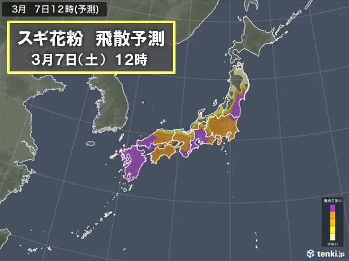 九州から東北はスギ花粉の飛散ピークが続く 今日7日は雨あがりで大量飛散