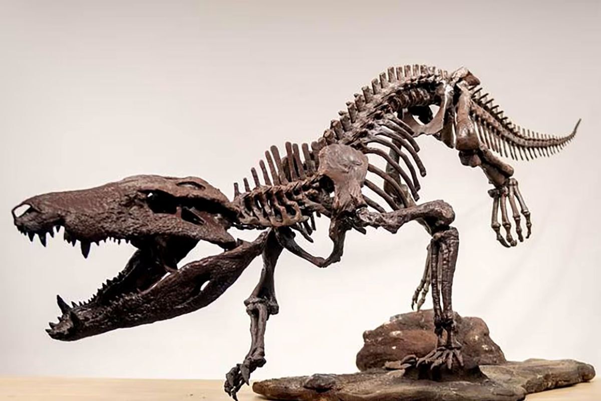 恐竜も食べた「超肉食動物」、巨大ワニの骨格を発掘 アルゼンチン