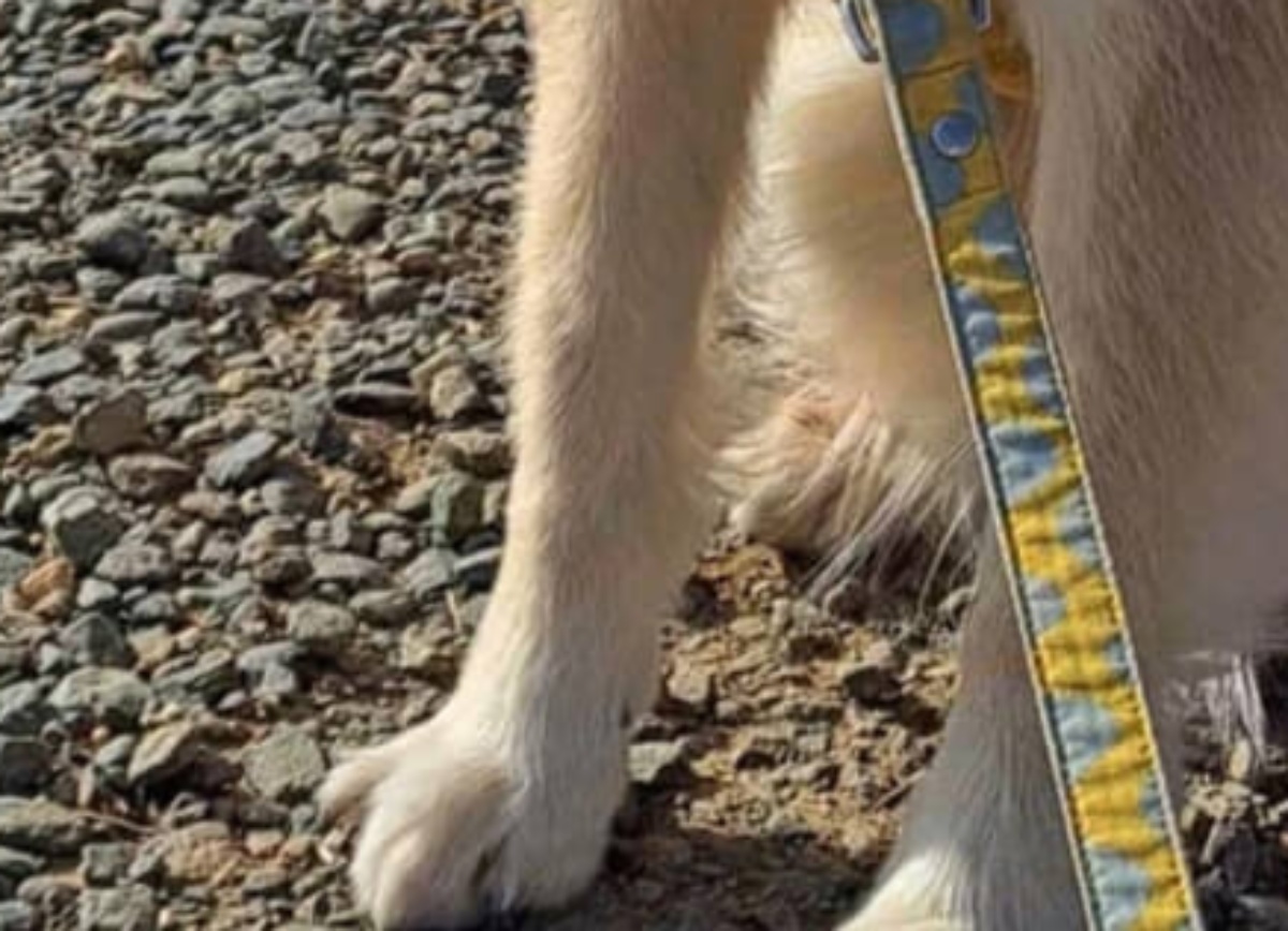 散歩中、マダムに「神様は美しい犬をお作りになったのね」と言われた犬→ただ者ではない姿に「なにこの子！」 飼い主に話を聞いた