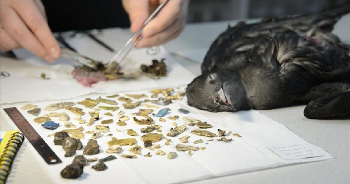 ヒナ鳥のおなかから778個のプラスチック片。プラのこすれあう音が…