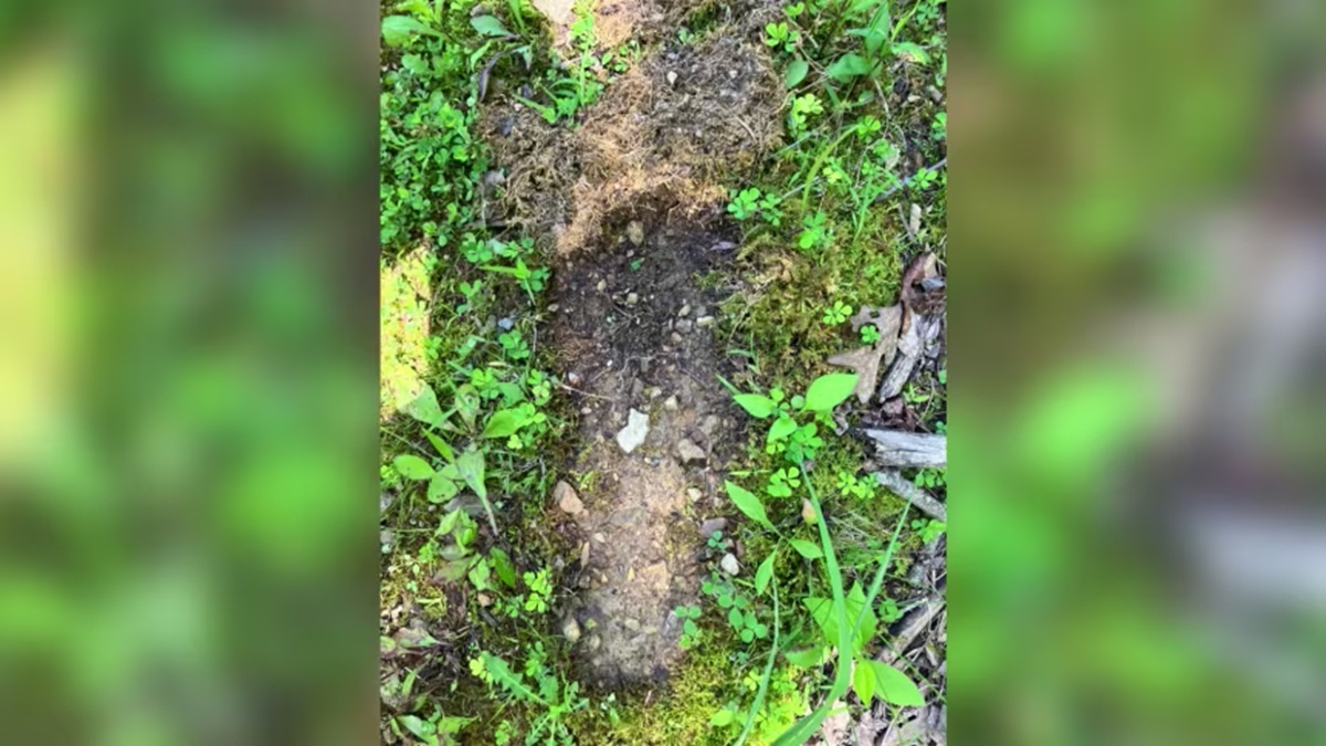 謎の巨大生物「ビッグフット」、米オハイオ州で目撃情報 長年の議論が再燃