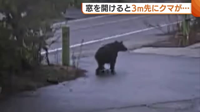 窓を開けると3m先に“クマ”…人の生活圏にクマ侵入 防犯カメラには会社の敷地通り抜ける姿も 新潟県“クマ出没特別警報”発表中