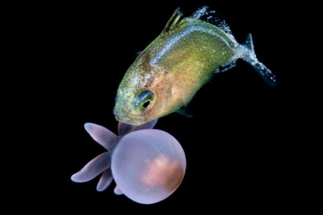 小さな魚たちは「刺すイソギンチャク」を持ち歩きして生きている盾にしている (2/3)