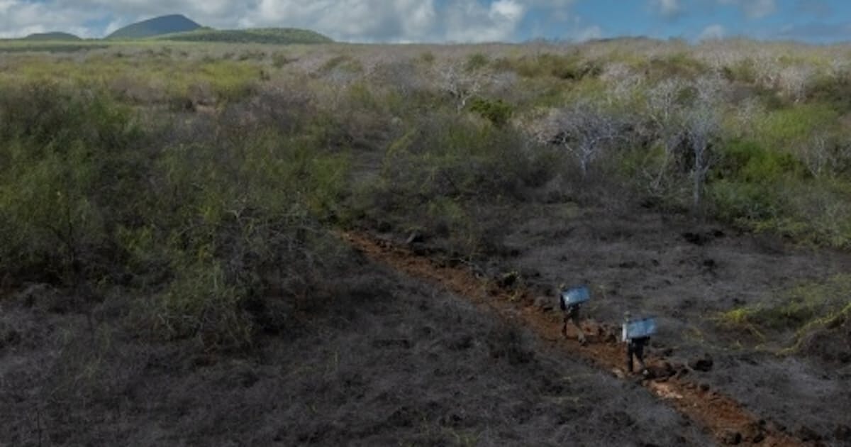 絶滅したはずのガラパゴスゾウガメ、175年ぶりに故郷へ帰る
