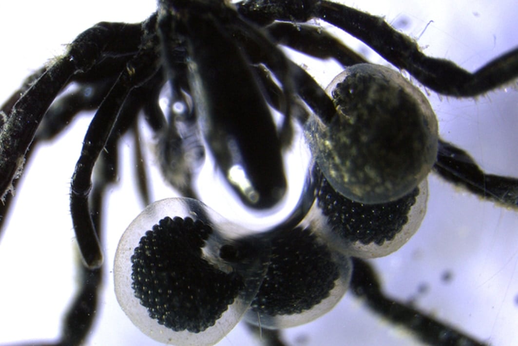 「メタンを食べる」ウミグモが発見される (2/3)