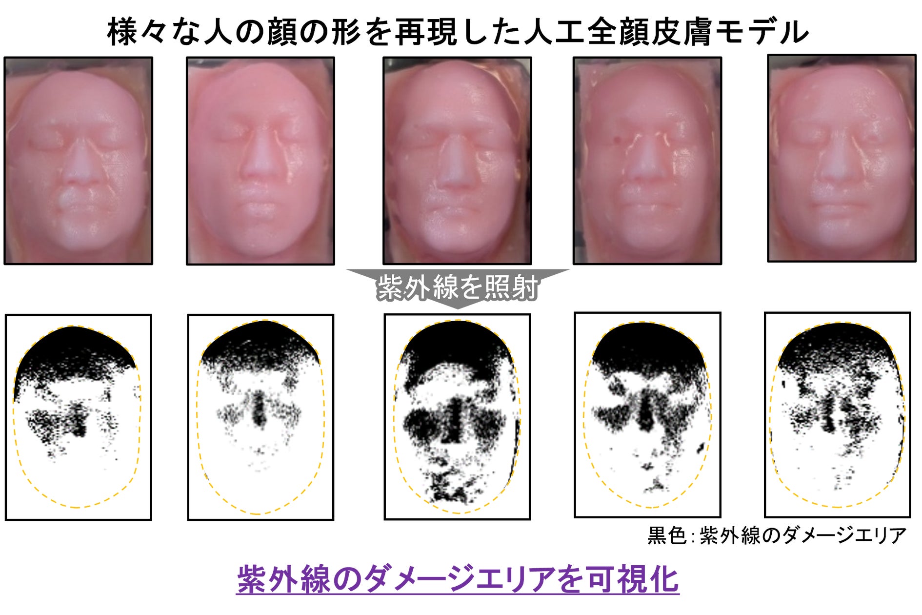 顔の形状で紫外線ダメージの受けやすさが変わる！人工全顔皮膚モデルで紫外線ダメージの個人差を可視化
