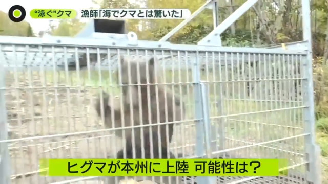 海で泳ぐクマを海上で駆除 “より大きく凶暴”ヒグマが本州上陸の可能性は？
