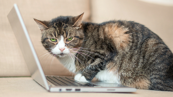 数学の問題文に猫の豆知識を混ぜるとAIのエラーが300％増加する