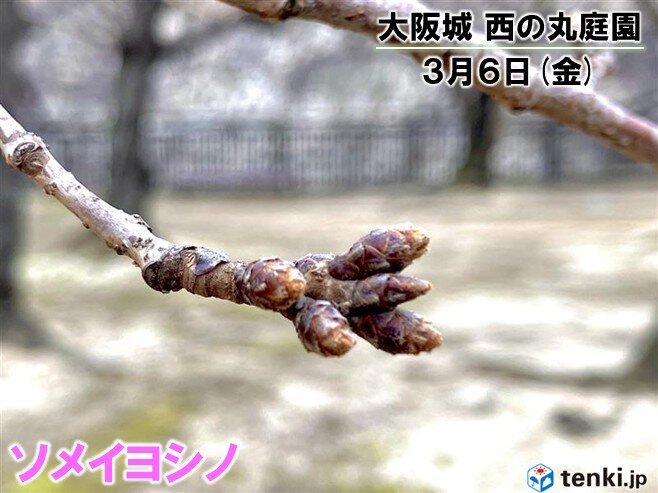 14日(土)以降は晴れる日多く春の陽気 桜のつぼみもいっそう膨らむ 2週間天気