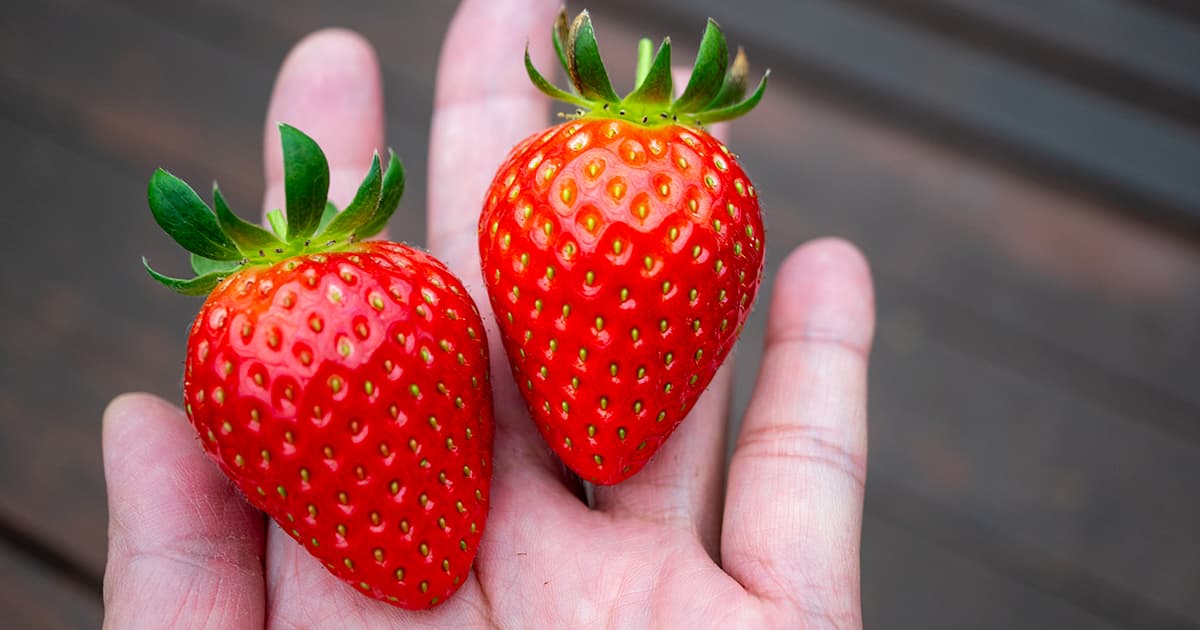 コンビニ感覚でいちご摘み♪姫路の街中にある『中山農園』で気軽に楽しむ完熟イチゴ