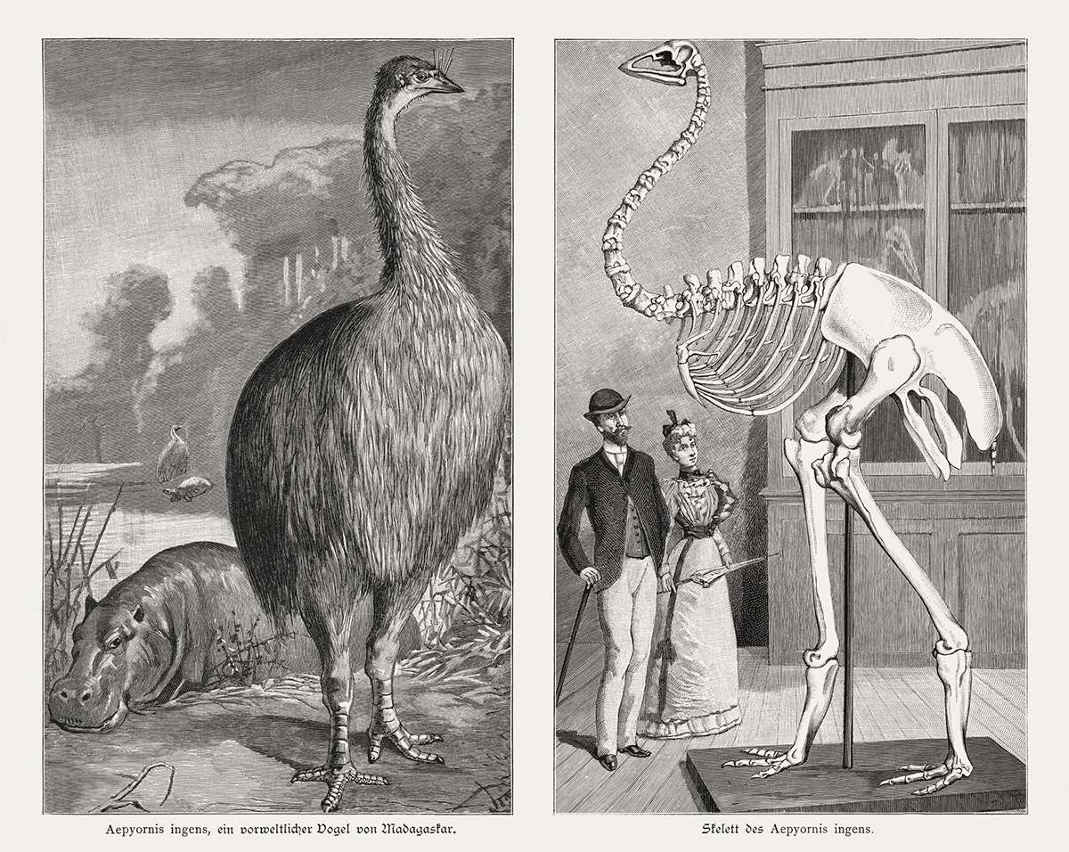 ​​重さ約900kg、高さ3m 実在した「世界最重量の鳥」が今、人類に教えてくれること