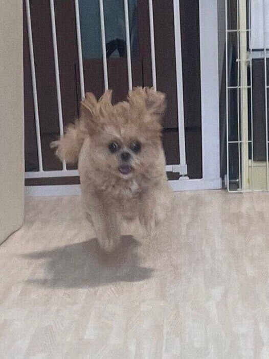 名前を呼ぶと“全力”で駆けつけてくれる愛犬の心理とは？｜獣医師解説（いぬのきもち WEB MAGAZINE）