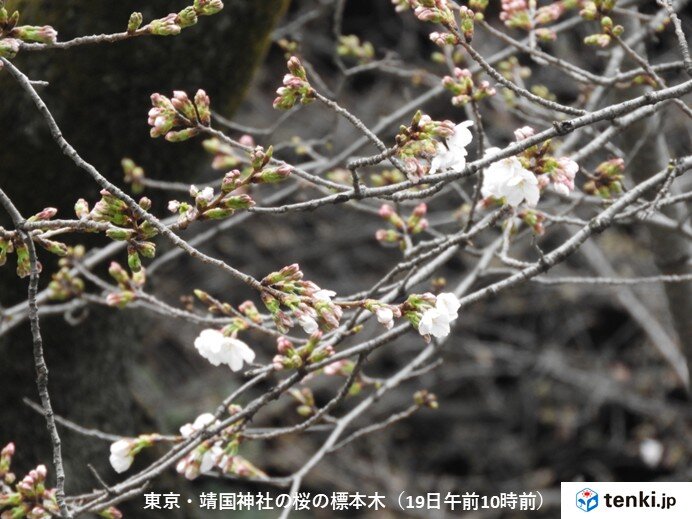 【速報】東京で桜が開花 平年より5日早い 満開は25日予想