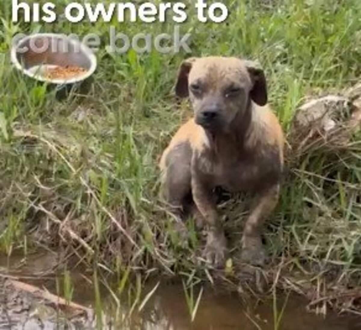 豪雨の中、道路で置き去りだった子犬 救助され心を開き、新たな人生を掴んだ姿に感動 LIMO編集部が感動の投稿をピックアップ！獣医師・動物看護の年収についても紹介