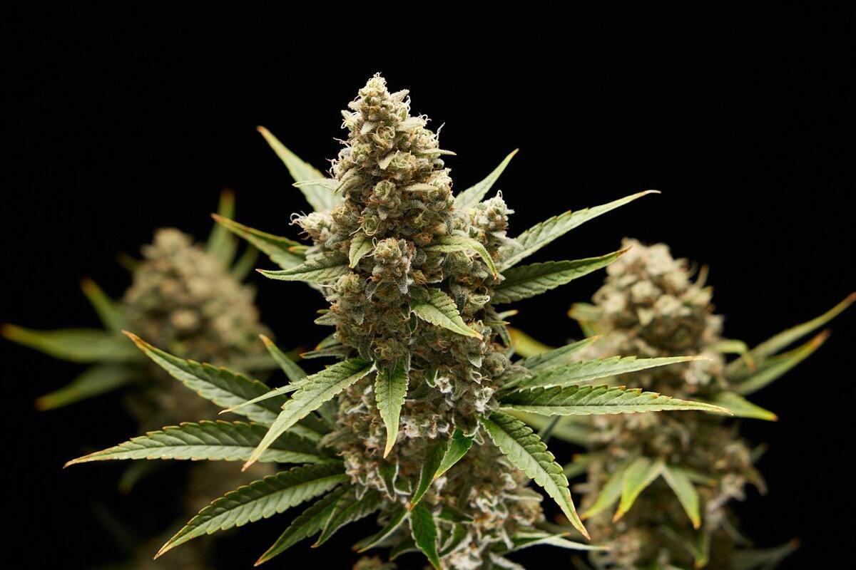 大麻が女性の生殖能力に悪影響を与えるおそれ、潜むリスク浮き彫りに、最新研究（ナショナル ジオグラフィック日本版）