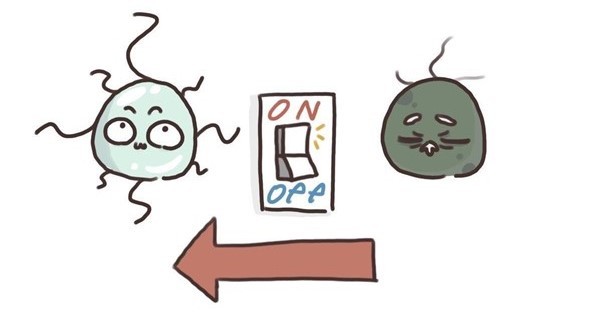 老化したヒト細胞を若返らせる「スイッチ」を見つけるシステム 米国チームが開発 マウスが3週間で8カ月若返り：Innovative Tech