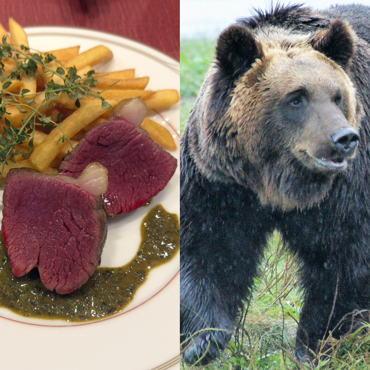 ツキノワグマ串が大バズり 「駆除して食べる」は対策になるのか？ 青森の販売元が語った“本当の課題”