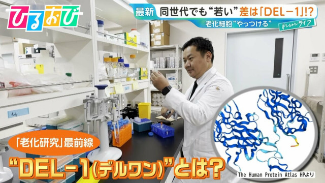 「同じ年齢でも“若々しい”」差は『DEL-1』にあり！？40代で激減…増やすには？老化研究の最前線を研究者に聞く【ひるおび】