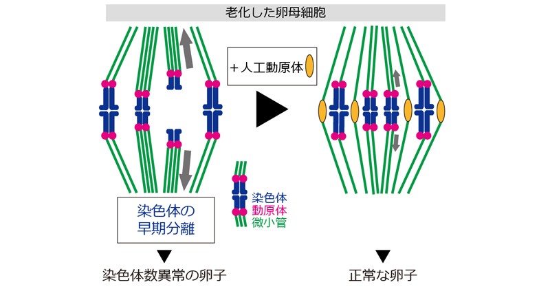老化卵子の染色体数異常を抑止することに成功