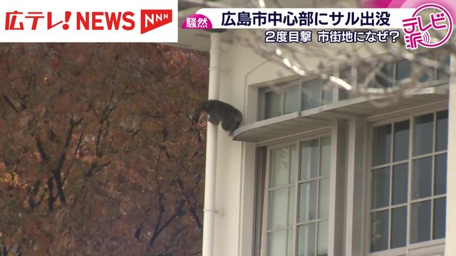 市街地の学校に”サル”出没… カメラに校舎を壁伝いに走る姿 警察が行方追う 広島市