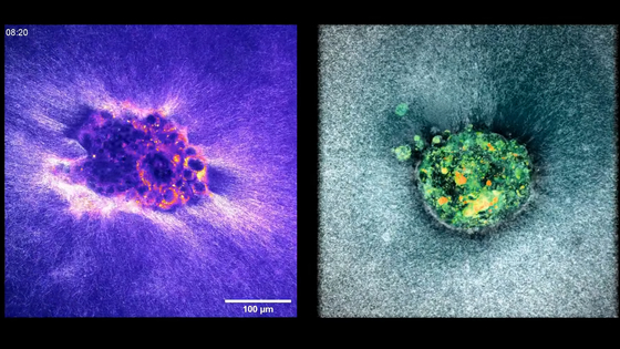 世界で初めて「ヒト胚の着床の瞬間」をリアルタイムで捉えた映像が撮影される