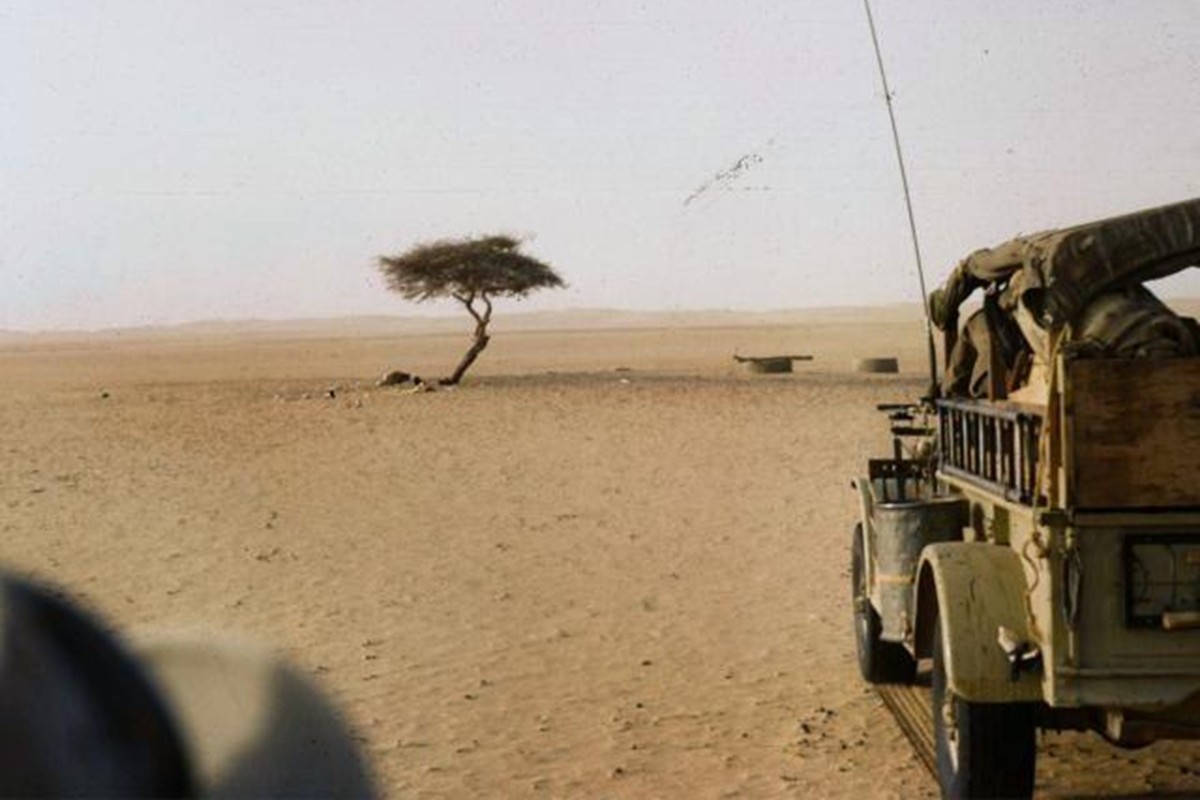 サハラ砂漠で最も「有名だった木」、その悲劇的であり得ない最期