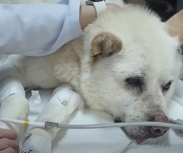 韓国で散弾銃の弾片数十個が刺さった捨て犬発見…手術した獣医「生きているのが奇跡」