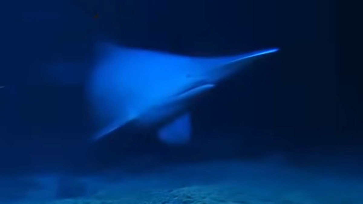 生きた姿が見られるとは！ゴブリンシャークが深海を泳いでいる姿を初撮影