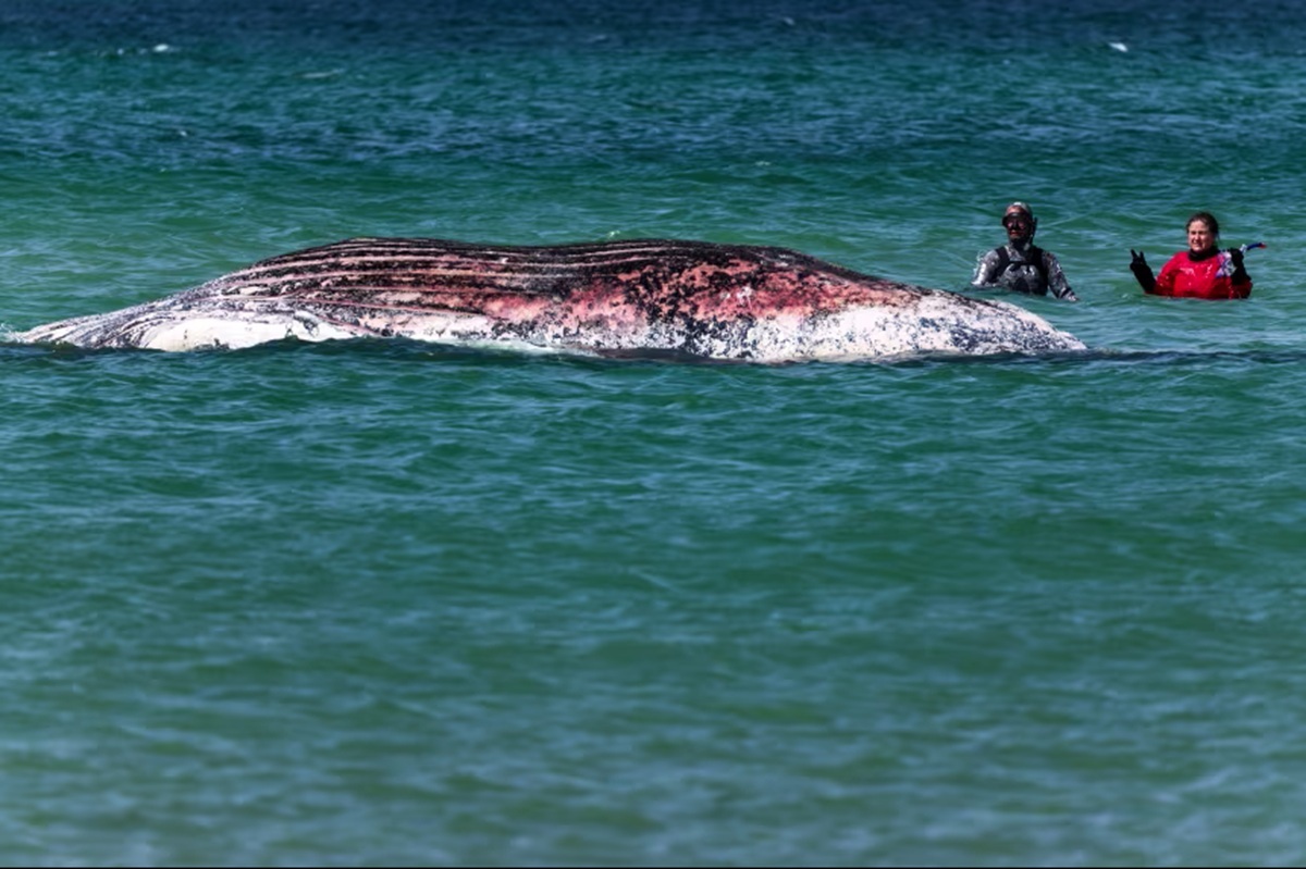 座礁したザトウクジラ、デンマーク沖で死を確認 弱り切った状態で救出強行、動物虐待巡る論争に