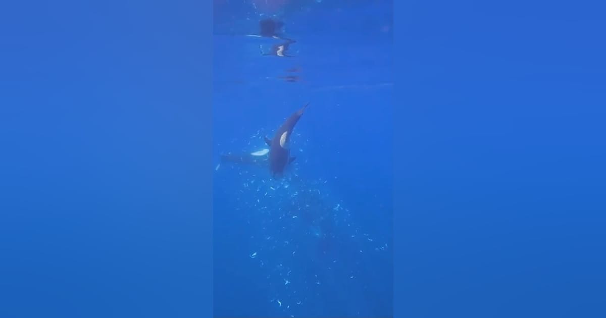シャチがマンボウを一撃で粉砕、研究者が仰天