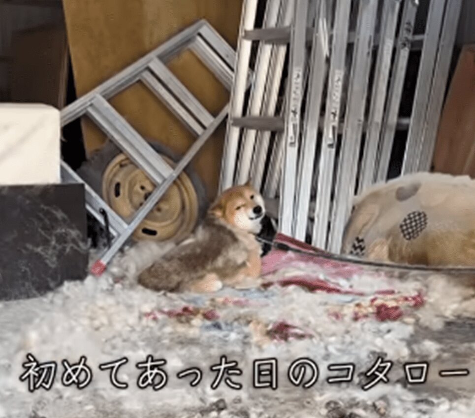 飼い主に置いていかれ『5年間繋がれていた犬』 →保護の様子に「泣いてしまいました」「ありがとう」